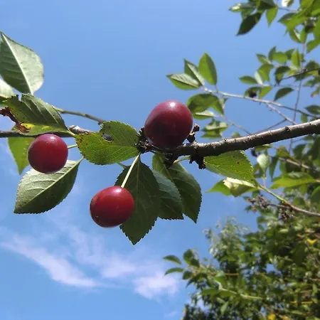 豪斯马吉亚m酒店