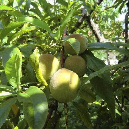 Casa de hóspedes Haus Marija M Badenweiler