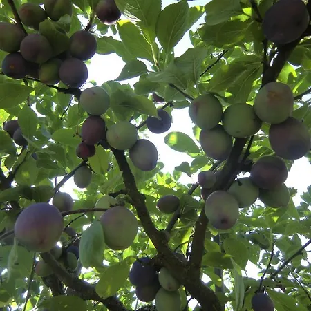 招待所 豪斯马吉亚m酒店