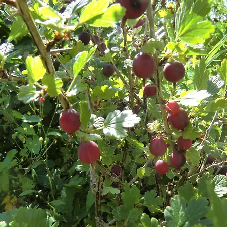 豪斯马吉亚m酒店 巴登韦勒