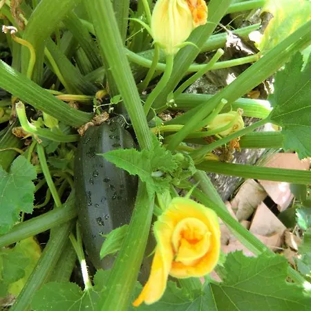 Casa de hóspedes Haus Marija M Badenweiler