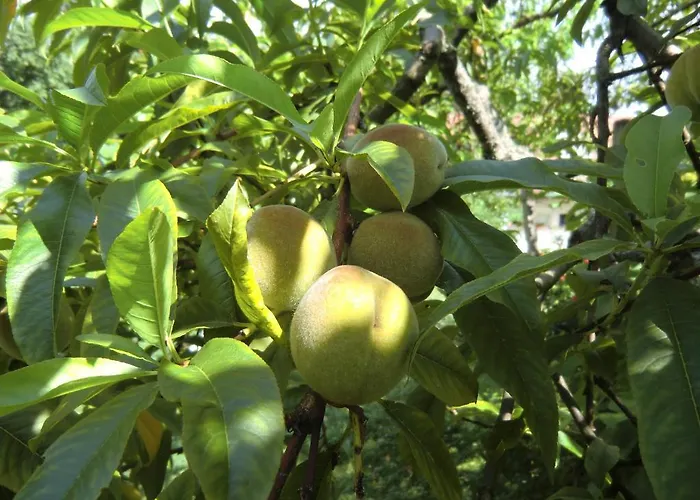 بيت ضيافة Haus Marija M بادنويلر