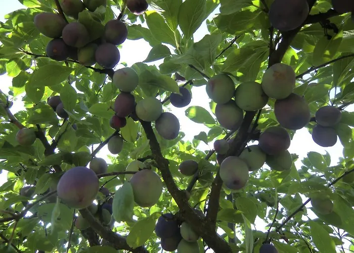 بيت ضيافة Haus Marija M