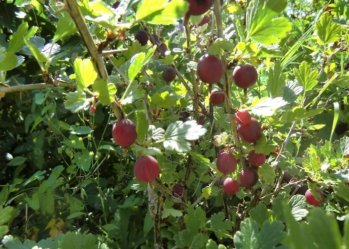 Haus Marija M بادنويلر