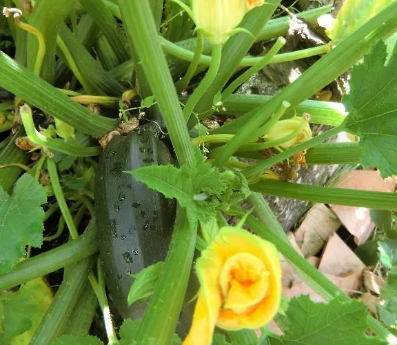 بيت ضيافة Haus Marija M بادنويلر